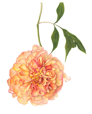 Tree Peony Souvenir de Maxime Cornu.